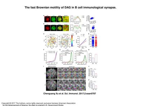 The fast Brownian motility of DAG in B cell immunological synapse.