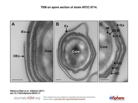 TEM on spore section of strain ATCC 9714.