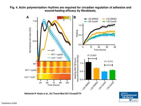 Fig. 4. Actin polymerization rhythms are required for circadian regulation of adhesion and wound-healing efficacy by fibroblasts. Actin polymerization.