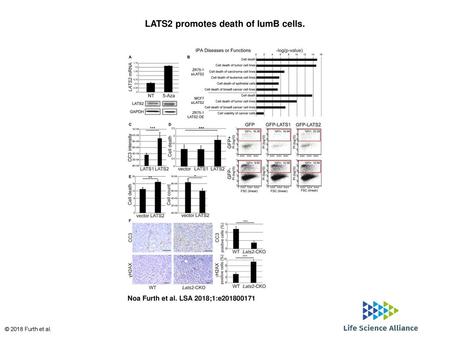 LATS2 promotes death of lumB cells.