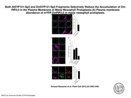 Both AtSYP121-Sp2 and ZmSYP121-Sp2 Fragments Selectively Reduce the Accumulation of Zm-PIP2;5 in the Plasma Membrane of Maize Mesophyll Protoplasts.(A)