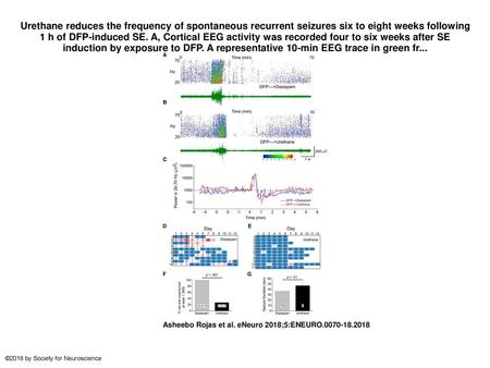 Urethane reduces the frequency of spontaneous recurrent seizures six to eight weeks following 1 h of DFP-induced SE. A, Cortical EEG activity was recorded.