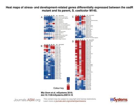 Heat maps of stress- and development-related genes differentially expressed between the osdR mutant and its parent, S. coelicolor M145. Heat maps of stress-