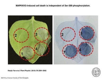 MAPKKK5-induced cell death is independent of Ser-289 phosphorylation.