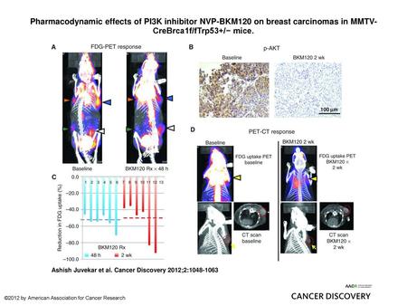 Pharmacodynamic effects of PI3K inhibitor NVP-BKM120 on breast carcinomas in MMTV-CreBrca1f/fTrp53+/− mice. Pharmacodynamic effects of PI3K inhibitor NVP-BKM120.
