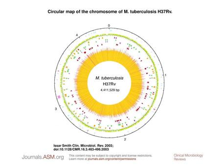 Circular map of the chromosome of M. tuberculosis H37Rv.