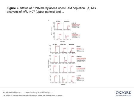 Figure 2. Status of rRNA methylations upon SAM depletion