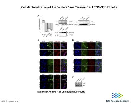 Cellular localization of the “writers” and “erasers” in U2OS-G3BP1 cells. Cellular localization of the “writers” and “erasers” in U2OS-G3BP1 cells. (A)