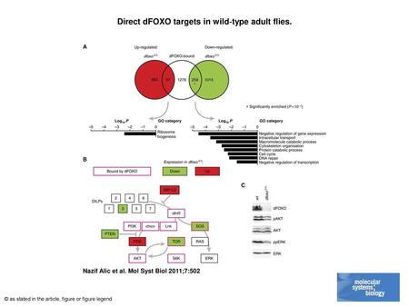 Direct dFOXO targets in wild‐type adult flies.
