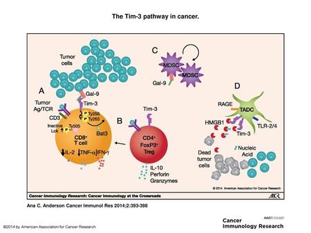 The Tim-3 pathway in cancer.