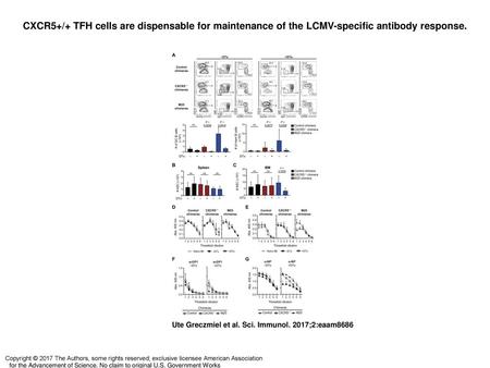 CXCR5+/+ TFH cells are dispensable for maintenance of the LCMV-specific antibody response. CXCR5+/+ TFH cells are dispensable for maintenance of the LCMV-specific.