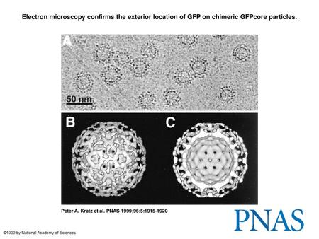 Electron microscopy confirms the exterior location of GFP on chimeric GFPcore particles. Electron microscopy confirms the exterior location of GFP on chimeric.
