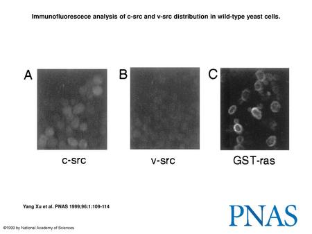 Immunofluorescece analysis of c-src and v-src distribution in wild-type yeast cells. Immunofluorescece analysis of c-src and v-src distribution in wild-type.