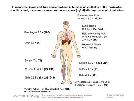 Itraconazole tissue and fluid concentrations in humans as multiples of the maximal or simultaneously measured concentration in plasma (μg/ml) after systemic.