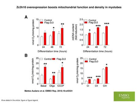 Zc3h10 overexpression boosts mitochondrial function and density in myotubes Zc3h10 overexpression boosts mitochondrial function and density in myotubes.