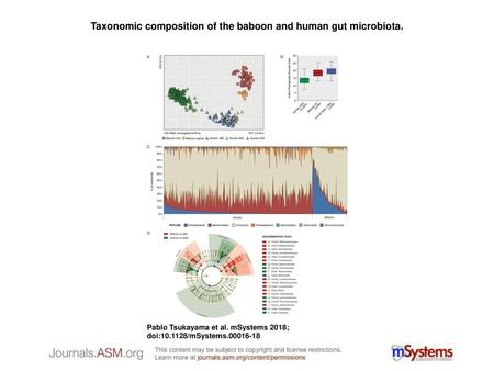 Taxonomic composition of the baboon and human gut microbiota.