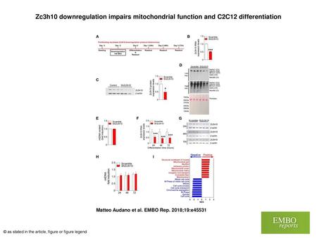 Zc3h10 downregulation impairs mitochondrial function and C2C12 differentiation Zc3h10 downregulation impairs mitochondrial function and C2C12 differentiation.
