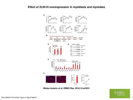 Effect of Zc3h10 overexpression in myoblasts and myotubes