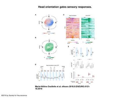 Head orientation gates sensory responses.