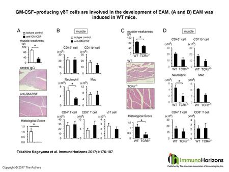 GM-CSF–producing γδT cells are involved in the development of EAM