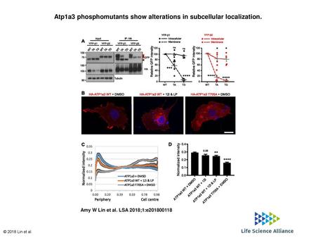 Atp1a3 phosphomutants show alterations in subcellular localization.