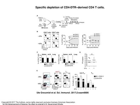 Specific depletion of CD4-DTR–derived CD4 T cells.