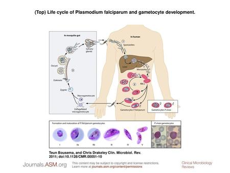 (Top) Life cycle of Plasmodium falciparum and gametocyte development.