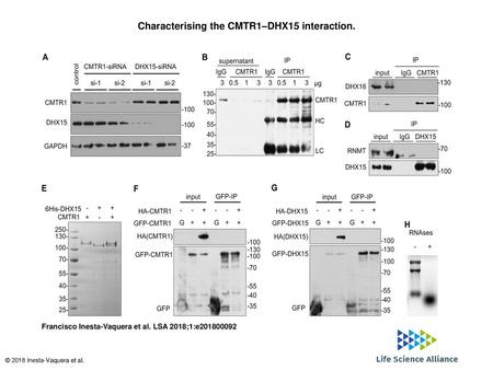 Characterising the CMTR1–DHX15 interaction.