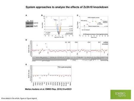 System approaches to analyze the effects of Zc3h10 knockdown