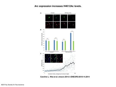 Arc expression increases H4K12Ac levels.