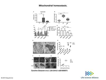 Mitochondrial homeostasis.