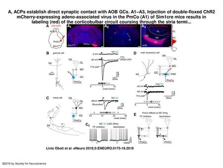 A, ACPs establish direct synaptic contact with AOB GCs