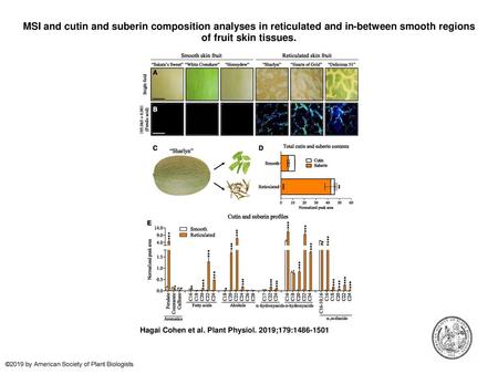 MSI and cutin and suberin composition analyses in reticulated and in-between smooth regions of fruit skin tissues. MSI and cutin and suberin composition.