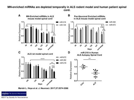 MN-enriched miRNAs are depleted temporally in ALS rodent model and human patient spinal cord. MN-enriched miRNAs are depleted temporally in ALS rodent.