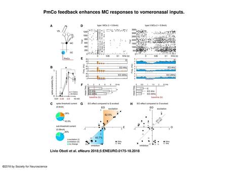 PmCo feedback enhances MC responses to vomeronasal inputs.