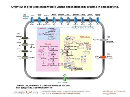 Overview of predicted carbohydrate uptake and metabolism systems in bifidobacteria. Overview of predicted carbohydrate uptake and metabolism systems in.