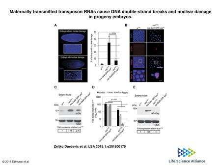 Maternally transmitted transposon RNAs cause DNA double-strand breaks and nuclear damage in progeny embryos. Maternally transmitted transposon RNAs cause.