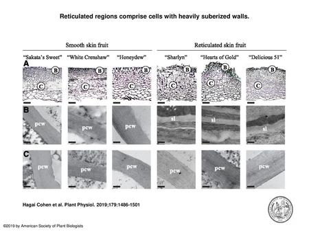 Reticulated regions comprise cells with heavily suberized walls.