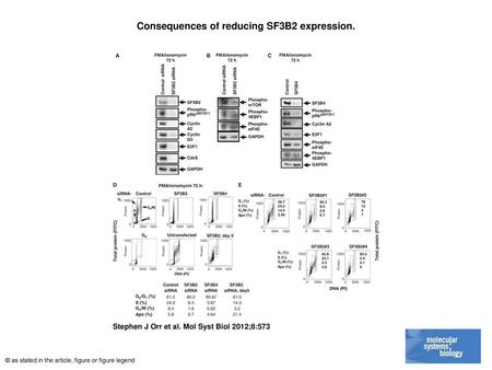 Consequences of reducing SF3B2 expression.
