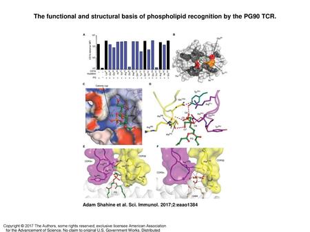 The functional and structural basis of phospholipid recognition by the PG90 TCR. The functional and structural basis of phospholipid recognition by the.