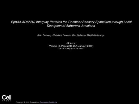 EphA4-ADAM10 Interplay Patterns the Cochlear Sensory Epithelium through Local Disruption of Adherens Junctions  Jean Defourny, Christiane Peuckert, Klas.