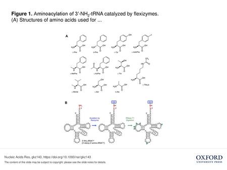 Figure 1. Aminoacylation of 3′-NH2-tRNA catalyzed by flexizymes