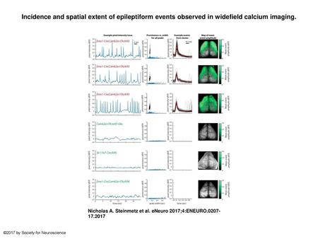 Incidence and spatial extent of epileptiform events observed in widefield calcium imaging. Incidence and spatial extent of epileptiform events observed.