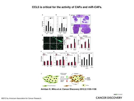 CCL5 is critical for the activity of CAFs and miR-CAFs.