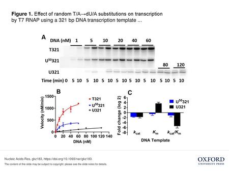 Figure 1. Effect of random T/A→dU/A substitutions on transcription by T7 RNAP using a 321 bp DNA transcription template ... Figure 1. Effect of random.