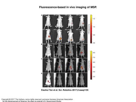 Fluorescence-based in vivo imaging of MSP.
