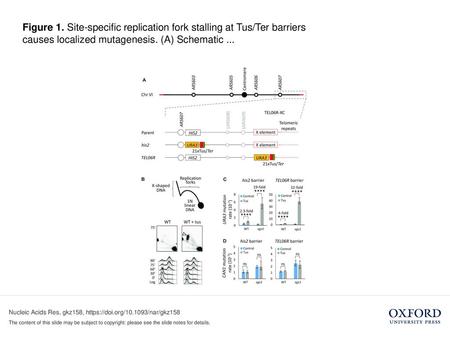 Figure 1. Site-specific replication fork stalling at Tus/Ter barriers causes localized mutagenesis. (A) Schematic ... Figure 1. Site-specific replication.