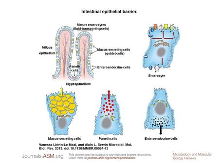Intestinal epithelial barrier.
