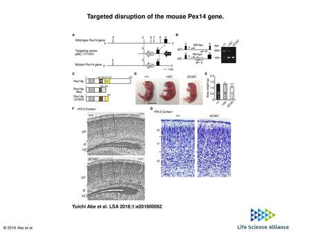 Targeted disruption of the mouse Pex14 gene.