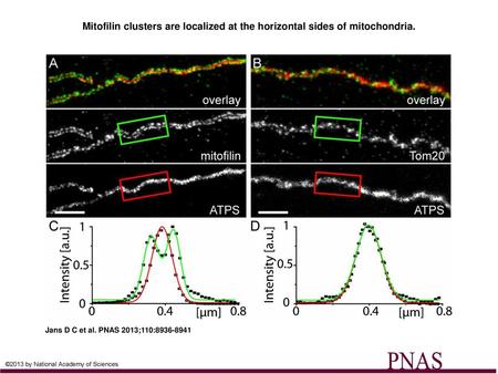 Mitofilin clusters are localized at the horizontal sides of mitochondria. Mitofilin clusters are localized at the horizontal sides of mitochondria. (A.